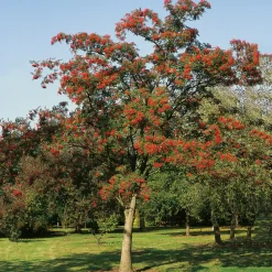 Prydnadsträd Omnia Garden Japansk Rönn med Grönt Lövverk & Vit Blomning, 150-200 cm