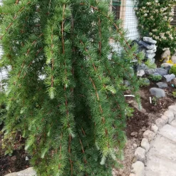 Prydnadsträd Omnia Garden Japansk Lärk Stiff Weeper Prydnadsträd, Höjd 1,5-2 m