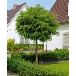 Prydnadsträd Omnia Garden Klotrobinia10-12 cm