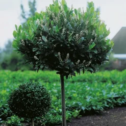 Prydnadsträd Omnia Garden Lagerhägg 'Mano' 80-100 cm - Vintergrönt & Doftande Blommor