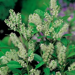 Prydnadsträd Omnia Garden Lagerhägg 'Mano' 80-100 cm - Vintergrönt & Doftande Blommor