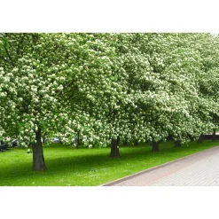 Prydnadsträd Omnia Garden Oxel