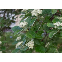 Prydnadsträd Omnia Garden Oxel