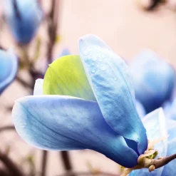 Prydnadsträd Omnia Garden Poppelmagnolia Blue Opal 80-100 cm