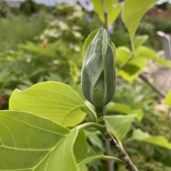 Prydnadsträd Omnia Garden Poppelmagnolia Blue Opal 80-100 cm