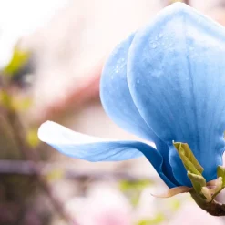 Prydnadsträd Omnia Garden Poppelmagnolia Blue Opal 80-100 cm