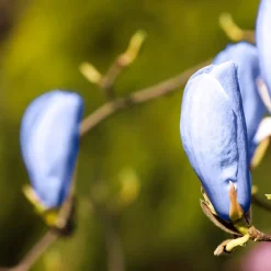 Prydnadsträd Omnia Garden Poppelmagnolia Blue Opal 80-100 cm