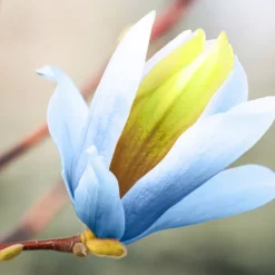 Prydnadsträd Omnia Garden Poppelmagnolia Blue Opal 80-100 cm