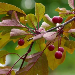 Prydnadsträd Omnia Garden Rönnbärsapel