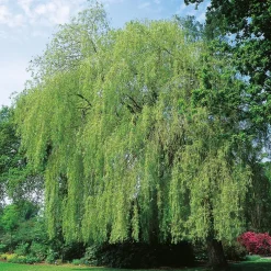 Prydnadsträd Pil Omnia Garden Kaskadpil 150-200 cm, Grönt Lövverk, Snabbväxande & Fuktigt Läge