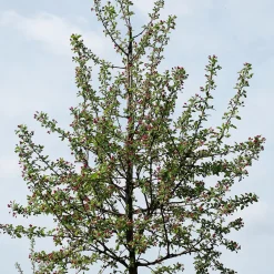 Prydnadsträd Prydnadsapel Omnia Garden Evereste