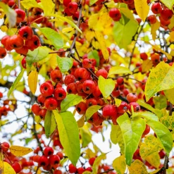 Prydnadsträd Prydnadsapel Omnia Garden Evereste