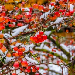 Prydnadsträd Prydnadsapel Omnia Garden Evereste