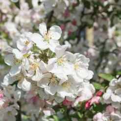 Prydnadsträd Prydnadsapel Omnia Garden Evereste