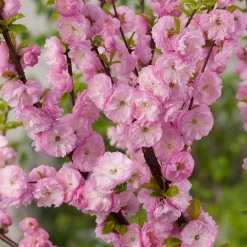Prydnadsträd Rosenmandel Omnia Garden Rosa Blomning 100-120 cm med Grönt Lövverk