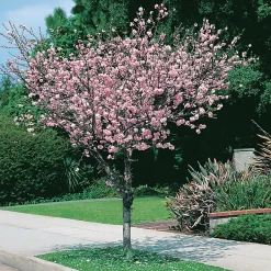 Prydnadsträd Rosenmandel Omnia Garden Rosa Blomning 100-120 cm med Grönt Lövverk