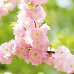 Prydnadsträd Rosenmandel Omnia Garden Rosa Blomning 100-120 cm med Grönt Lövverk