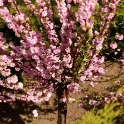 Prydnadsträd Rosenmandel Omnia Garden Rosa Blomning 100-120 cm med Grönt Lövverk