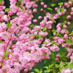 Prydnadsträd Rosenmandel Omnia Garden Rosa Blomning 100-120 cm med Grönt Lövverk