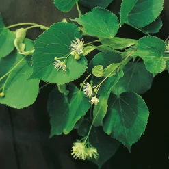 Prydnadsträd Skogslind Omnia Garden Tilia Cordata 150-200 cm