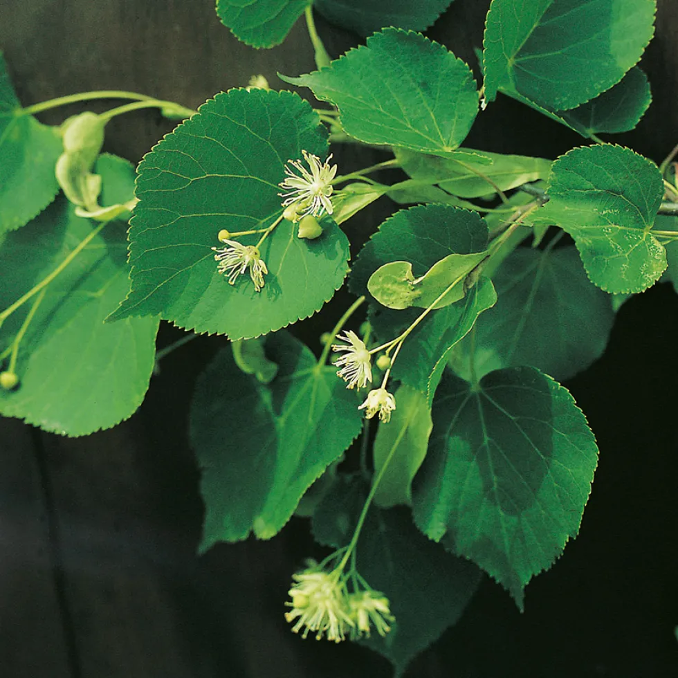 Prydnadsträd Skogslind Omnia Garden Tilia Cordata 150-200 cm