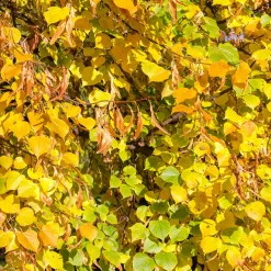 Prydnadsträd Skogslind Omnia Garden Tilia Cordata 150-200 cm