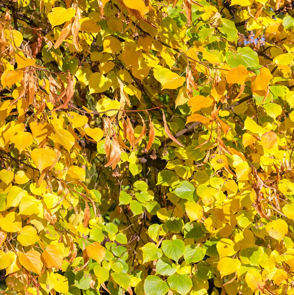 Prydnadsträd Skogslind Omnia Garden Tilia Cordata 150-200 cm