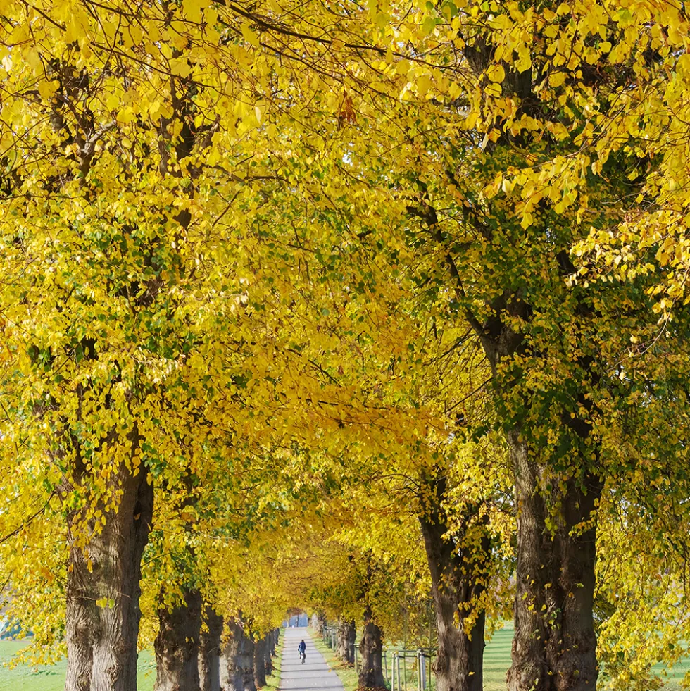 Prydnadsträd Skogslind Omnia Garden Tilia Cordata 150-200 cm