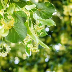 Prydnadsträd Skogslind Omnia Garden Tilia Cordata 150-200 cm