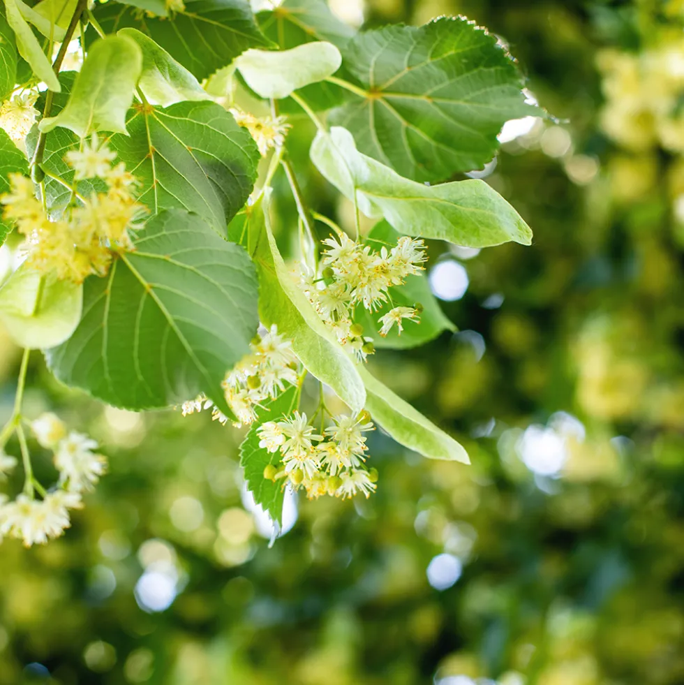 Prydnadsträd Skogslind Omnia Garden Tilia Cordata 150-200 cm