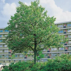 Prydnadsträd Skogslind Omnia Garden Tilia Cordata 150-200 cm