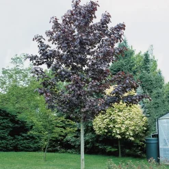 Prydnadsträd Skogslönn Omnia Garden 150-200 cm Acer Platanoides Royal Red