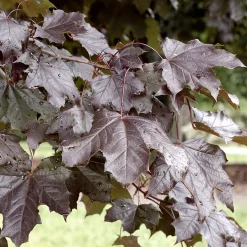 Prydnadsträd Skogslönn Omnia Garden 150-200 cm Acer Platanoides Royal Red