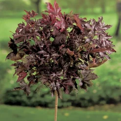 Prydnadsträd Skogslönn Omnia Garden Crimson Sentry