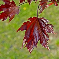 Prydnadsträd Skogslönn Omnia Garden Crimson Sentry