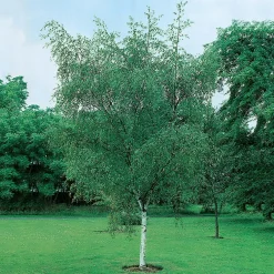 Prydnadsträd Vårtbjörk Omnia Garden 125-150 cm