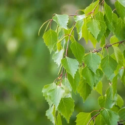 Prydnadsträd Vårtbjörk Omnia Garden 125-150 cm