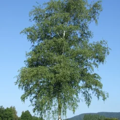 Prydnadsträd Vårtbjörk Omnia Garden 125-150 cm