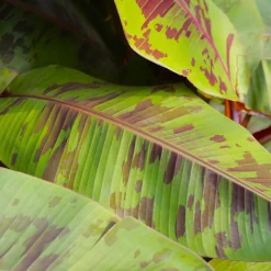 Prydnadsväxt Omnia Garden Röd Banan ‘Ever Red’ Med Stora Blad