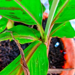 Prydnadsväxt Omnia Garden Röd Banan ‘Ever Red’ Med Stora Blad