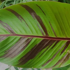 Prydnadsväxt Omnia Garden Röd Banan ‘Ever Red’ Med Stora Blad