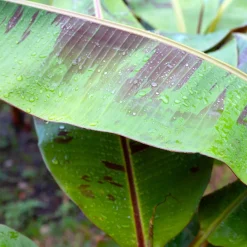 Prydnadsväxt Omnia Garden Röd Banan ‘Ever Red’ Med Stora Blad
