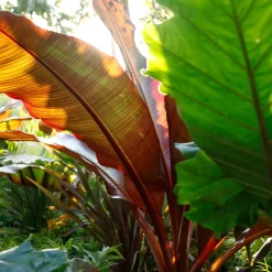 Prydnadsväxt Omnia Garden Röd Banan Ensete Ventricosum Maurelli