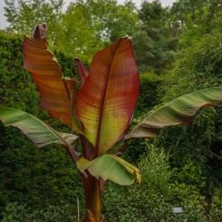 Prydnadsväxt Omnia Garden Röd Banan Ensete Ventricosum Maurelli