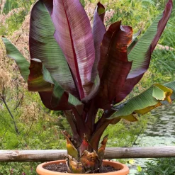Prydnadsväxt Omnia Garden Röd Banan Ensete Ventricosum Maurelli