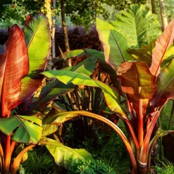 Prydnadsväxt Omnia Garden Röd Banan Ensete Ventricosum Maurelli