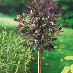 Rödbladig Perukbuske Omnia Garden Royal Purple