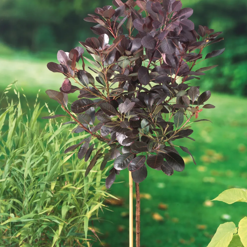 Rödbladig Perukbuske Omnia Garden Royal Purple