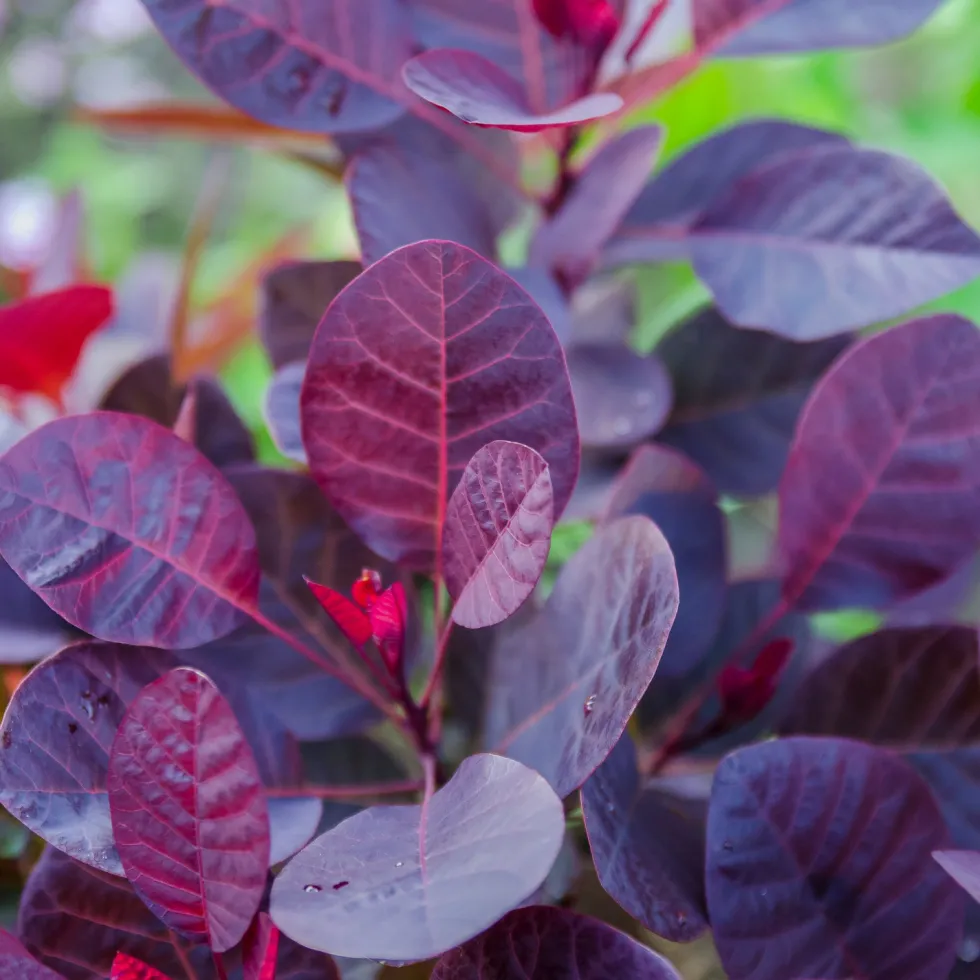 Rödbladig Perukbuske Omnia Garden Royal Purple