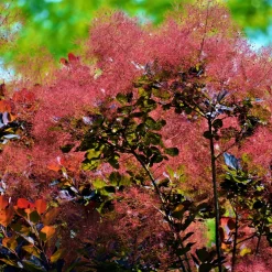 Rödbladig Perukbuske Omnia Garden Royal Purple